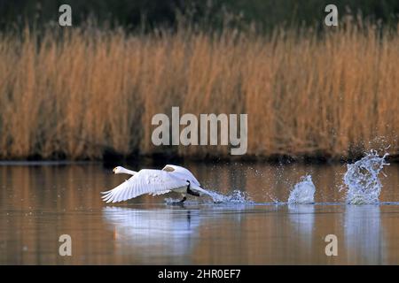 Tundra-Schwan / Bewick-Schwan (Cygnus columbianus bevickii), der im Frühjahr aus dem Wasser des Sees / Teiches abzieht Stockfoto