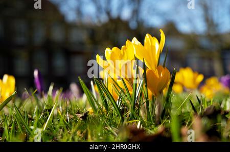 Verlust von blühenden Krokussen im Frühjahr Stockfoto