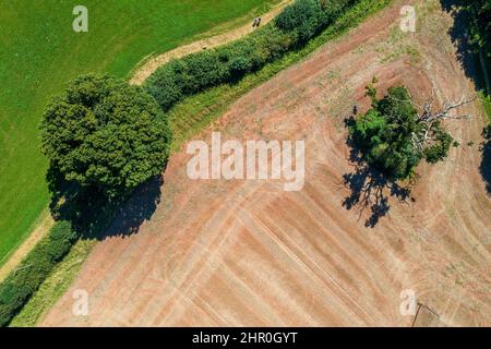 Frühling in Devon bei Exeter, England, Vereinigtes Königreich, Europa Stockfoto