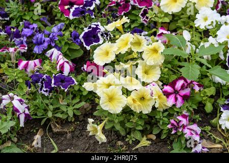 Große Gruppe von vielen zarten gelben Petunia axillaris blüht in einem Topf, mit verschwommenem Hintergrund in einem Garten an einem sonnigen Frühlingstag Stockfoto