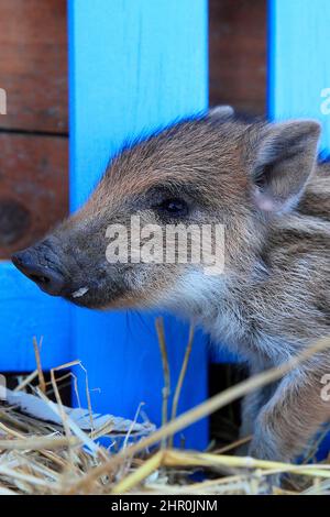 Porträt eines eurasischen Wildschweins (Sus scrofa), Frankreich