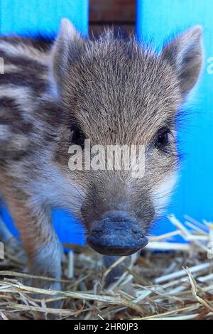 Porträt eines eurasischen Wildschweins (Sus scrofa), Frankreich