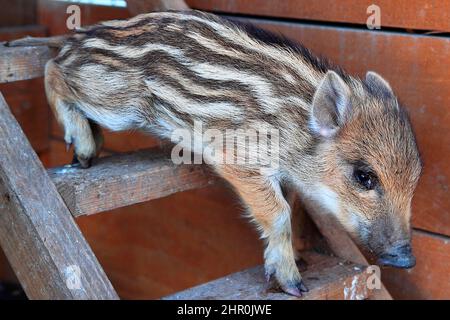Eurasisches Wildschwein (Sus scrofa) Ferkel auf einer Leiter in einem Gehege, Frankreich