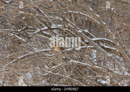 Weibliche Kardinal Beeren essen im Winter Stockfoto