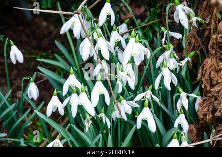 Schneeglöckchen, frühe Frühlingsblumen in einem Wohngarten. Stockfoto