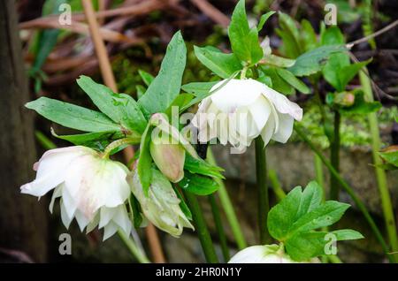 Hellebore „Weihnachtsrose“ blüht draußen in einem Garten. Stockfoto