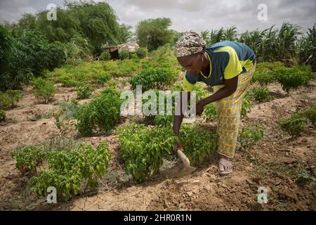 Eine Frau hutet auf ihrer kleinen Farm im Senegal-Flusstal im nördlichen Senegal in Westafrika um Chilischoten herum. Stockfoto