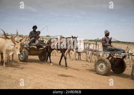 Ein Pferd und ein Wagen fahren auf einer unbefestigten Straße im Senegal-Flusstal im nördlichen Senegal in Westafrika. Stockfoto