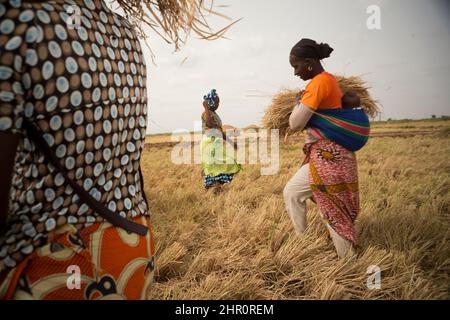 Die Bäuerinnen arbeiten daran, ein Feld zu ergattern, indem sie das vom Dreschen der Reiskulturen im nördlichen Senegal, Westafrika, zurückgebliehene Heu entfernen und stapeln. Stockfoto