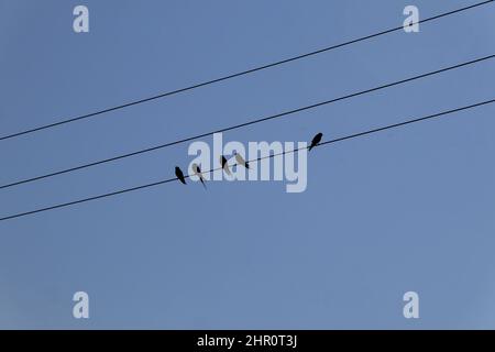 Vögel am Draht, Sperlinge und Schwalben Stockfoto