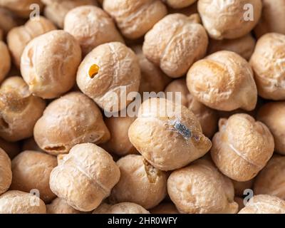 Makro von Weizenkrautkrautkraut auf trockenen Kichererbsen. Rohe Kichererbsen, die mit dem Getreidekäfer Sitophilus granarius befallen sind. Gelagerte Hülsenfrüchte, die mit Getreideeinsekt betroffen sind. Stockfoto