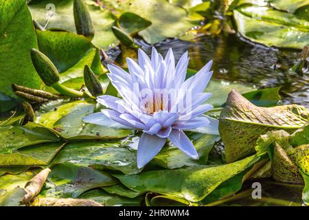 Lila Seerosen und Seerosen Pads schwimmend in einem Teich, aufgenommen im botanischen Garten auf der Insel Ischia, Italien Stockfoto