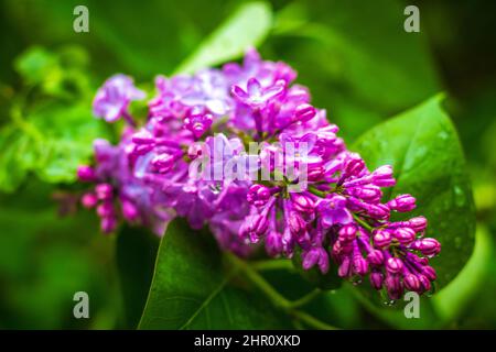 Blüten und Blätter von Flieder, lateinisch Syringa vulgaris, mit Wassertropfen. Stockfoto