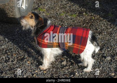 Jack Russell Terrier packte sich an einem Punkt zu Punkt in Oxfordshire, England, Großbritannien, für die Kälte in einen Schottenmantel ein Stockfoto