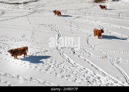 Wunderschöne Landschaft im Winter mit schneebedeckten Wiesen und Aberdeen Angus Highland Rindern, Luftaufnahme. Stockfoto