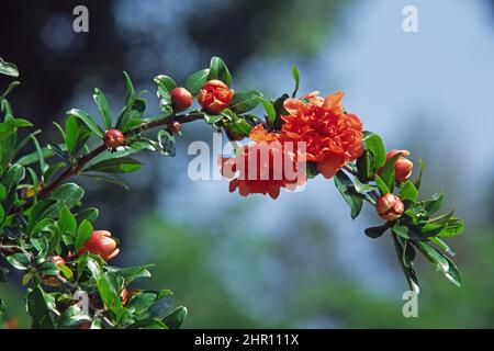 Granatapfelbaum, Zweig mit Blumen und Knospen Stockfoto