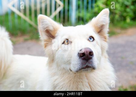 Nahaufnahme eines weißen Hundes mit Heterochromie, der auf die Kamera schaut. Augen in verschiedenen Farben. Ein Haustier mit einer ungewöhnlichen Augenfarbe. Gehen Sie mit dem Hund Stockfoto