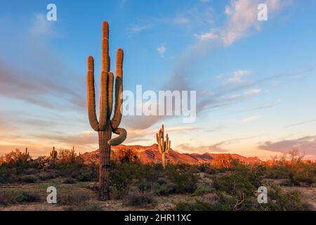 Saguaro Kaktus bei Sonnenuntergang in der Wüste von Arizona im Usery Mountain Regional Park Stockfoto