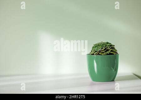 Grüner Blumentopf auf grauem Tisch und Wandhintergrund Stockfoto