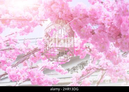 Rosafarbene große Blüten des Sakura-Baumes an den Zweigen blühen. Käfig für Vögel mit Schmetterlingen Stockfoto