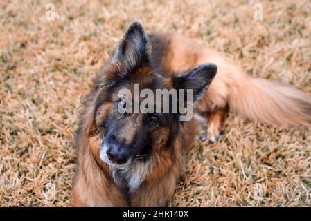 Deutscher Schäferhund mit einem langen Mantel, der auf dem Gras im Hof liegt, älterer Hund Stockfoto