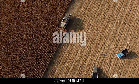 Luftdrohnenansicht Flug Über Harvester Harvesting Dry Corn. Leere Lkws Stockfoto