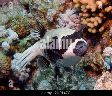 Ein maskierter Puffer (Arothron diadematus) im Roten Meer, Ägypten Stockfoto