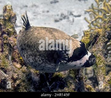 Ein maskierter Puffer (Arothron diadematus) im Roten Meer, Ägypten Stockfoto