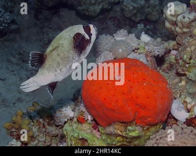 Ein maskierter Puffer (Arothron diadematus) im Roten Meer, Ägypten Stockfoto