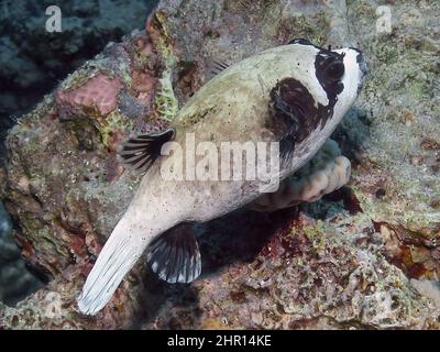 Ein maskierter Puffer (Arothron diadematus) im Roten Meer, Ägypten Stockfoto