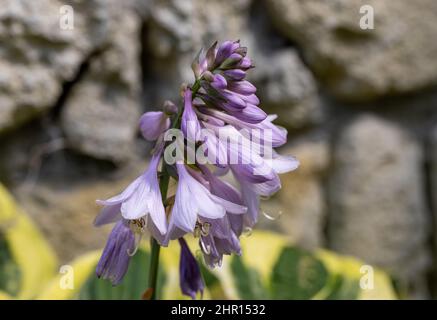 Die Hosta lanceolata blüht im Sommer im Garten Stockfoto