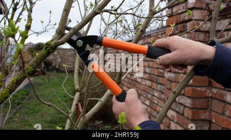 Nahaufnahme der Hand eines Mannes, der als Baumscherer arbeitet. Der Gärtner zeigt Ihnen, wie man im Frühjahr tote Äste mit Heckenscheren beschneiden kann. Stockfoto