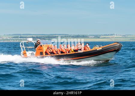 Anstruther Bootsausflug zur Isle of May - Osprey starre Hüllenaufblasung - Anstruther, Fife, Schottland, Großbritannien Stockfoto