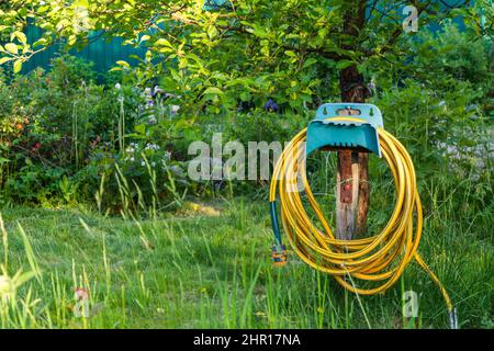 Gelber, in einem grünen Garten hängender, in einer Bucht gewickelter Beregnungsschlauch aus Gummi, eine Bucht aus Beregnungsschlauch auf einem Hintergrund aus grünem Gras im Garten, neu Info Stockfoto