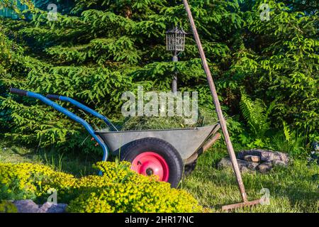 Gartenrampe voller gemähtem Gras und Unkraut im Garten, zweirädrige Schubkarre, Rechen und Heu. Stockfoto