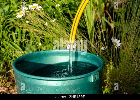 Ein Eimer Wasser fließt aus einem Gummischlauch in einen Eimer in einem Sommergarten, wässern ein Blumenbeet, Blumen eines Landhauses, Hausarbeiten an der Datscha. Stockfoto