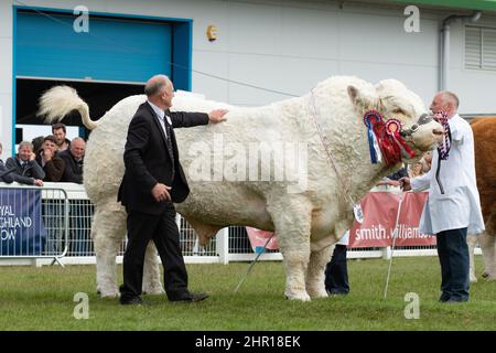 Charolais-Bulle 'Harestone Jaquard' aus Harestone Livestock - Sieger der Reserve-Gesamtwertung im Rinderbestand - Royal Highland Show, Ingliston, Schottland, Großbritannien Stockfoto