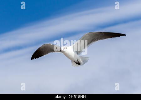 Weibliche Lachmöwe fliegt mit blauem Himmel im Hintergrund in Venedig, Florida Stockfoto