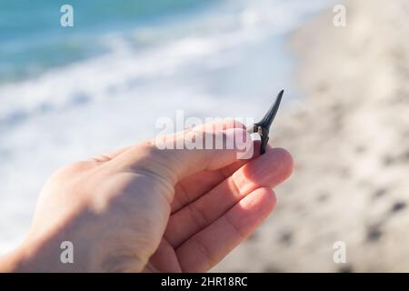Hand hält Haizohn mit Ozean im Hintergrund am Venice Beach in Venedig, Florida Stockfoto