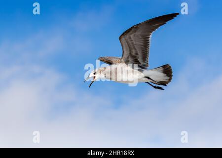 Weibliche Lachmöwe fliegt mit blauem Himmel im Hintergrund in Venedig, Florida Stockfoto