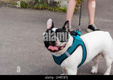 Französische Bulldogge auf einem Spaziergang in der Stadt an der Leine und in einem Geschirr, weiße und schwarze Bulldogge, Hundeleben, Lieblingstier. Stockfoto