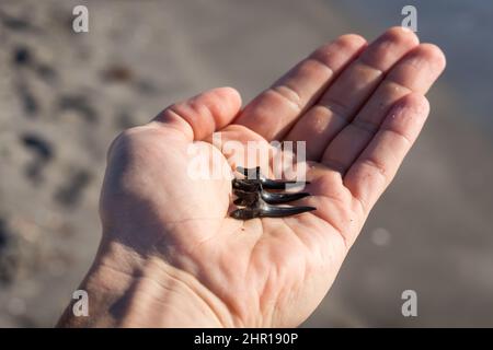 Hand hält Haizähne mit Ozean im Hintergrund am Venice Beach in Venedig, Florida Stockfoto