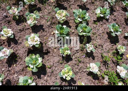 Frühling Pflanzen von Blumen auf einer Stadtstraße, Landschaftsgestaltung, eine Stadt Blumenbeet mit Blumen, Frühling ökologische Verbesserung der Stadt. Stockfoto