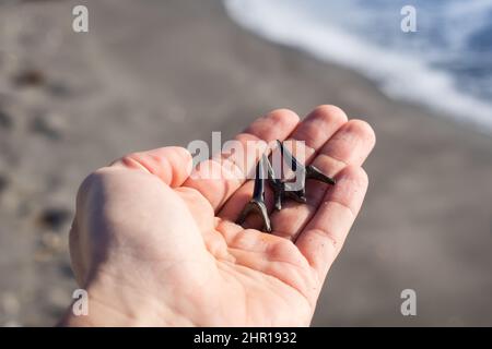 Hand hält Haizähne mit Ozean im Hintergrund am Venice Beach in Venedig, Florida Stockfoto