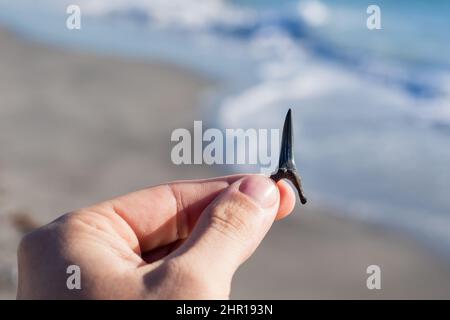Hand hält Haizohn mit Ozean im Hintergrund am Venice Beach in Venedig, Florida Stockfoto