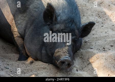Schwarzes Hausschwein, das im Freien in einem Stift auf dem Boden liegt, Schweinefkopf aus der Nähe, Haustiere. Stockfoto