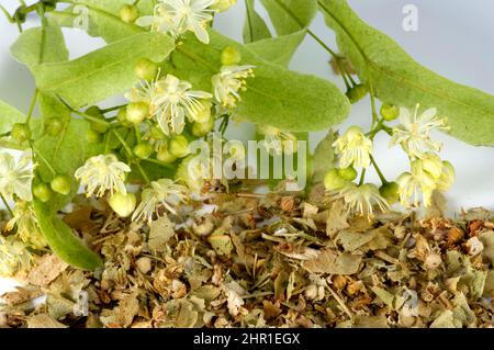 Linden, Linden, Linde (Tilia spec.), getrocknete und frische Blumen Stockfoto