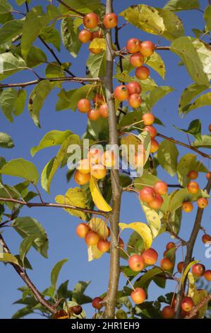 Toringo Crab-Apple, Toringo Crab Apple (Malus „Professor Sprenger“, Malus Professor Sprenger, Malus x zumi, Malus sieboldii), Zweig mit Früchten von Stockfoto