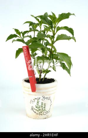 Süßes Basilikum (Ocimum selloi), Topfpflanze, Sorte Grüner Pfeffer Stockfoto