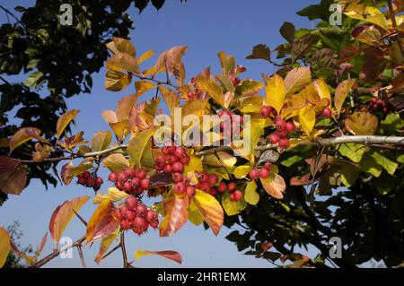 Pflaumenblättriger Weißdorn (Crataegus persimilis, Crataegus prunifolia), Zweig mit Früchten im Herbst Stockfoto